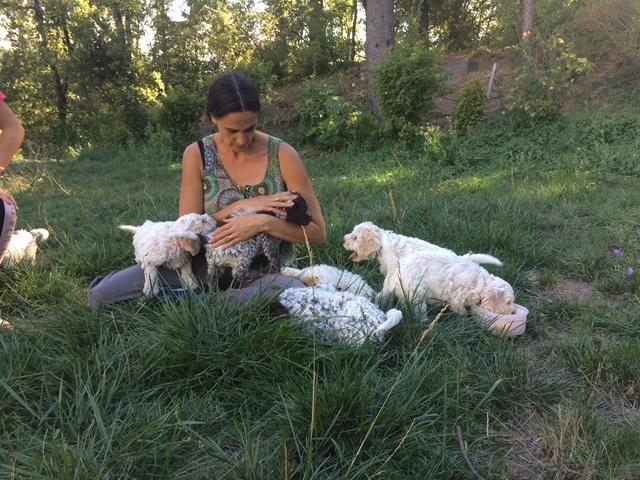 Chiots lagotto