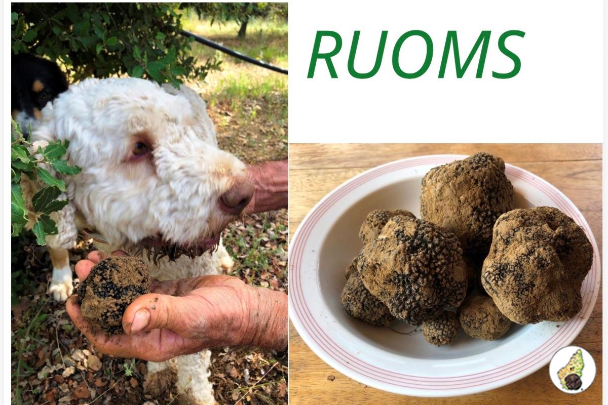 Fête de la truffe d’été 5 juillet 2026