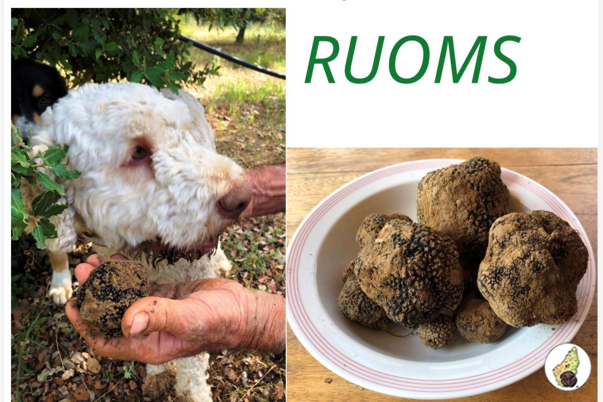 Fête de la truffe d’été RUOMS 5 juillet 2026