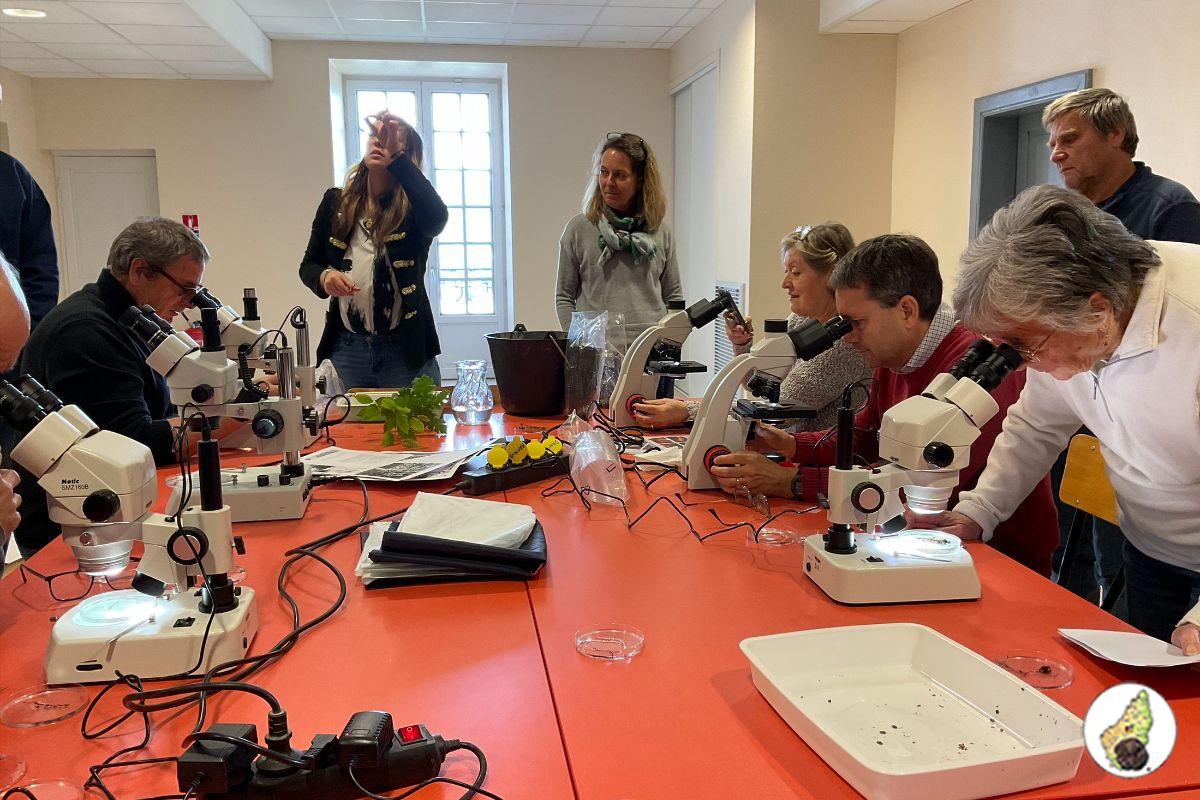 Observer et reconnaître soi-même des mycorhizes de truffes